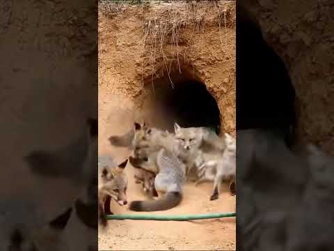 Monkey's Firecracker Prank Goes Wrong at Fox Den #shorts #funny #animals  #monkey #wildlife