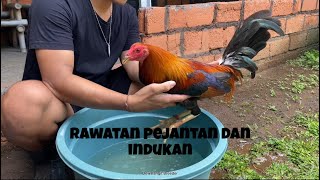 Download lagu 1 week full routine at DewaLangit Breeder Bali's cage‼️ mp3