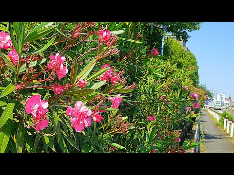 凍ってしまったキョウチクトウを復活させる方法は？彼を救う究極のヒントがここにある！  庭園