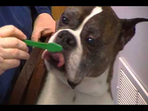 Anteprima Video Come lavare i denti al Cane