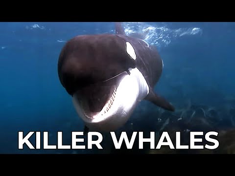 The Amazing Journey of a Young Orca