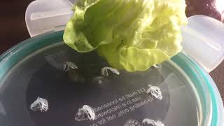 Is this a Monarch Caterpillar?? I’m not sure.🙈🐛