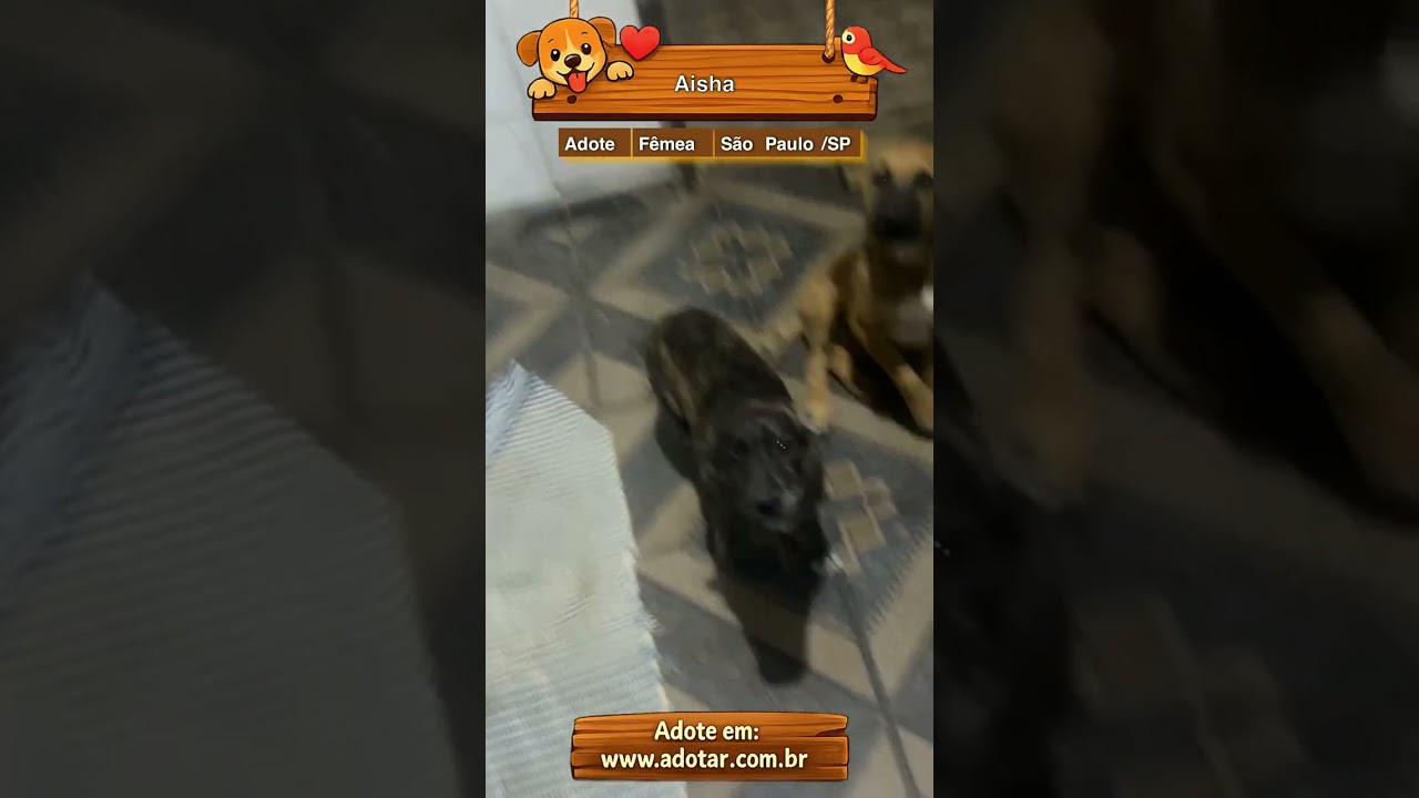 Cachorro raça SRD-ViraLata idade 2 a 6 meses nome Aisha