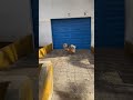 Dog Runs Headlong into Garden Wall