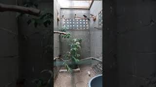 Download lagu Ternak Murai Batu Di Atas Rumah mp3