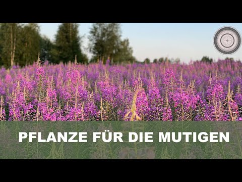 Warum du für diese Wunderpflanze Mut brauchst, Epilobium angustifolium - Rallarros