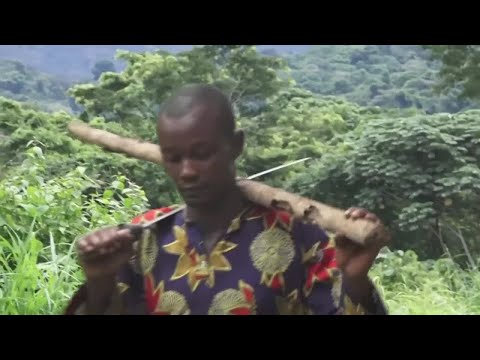 Cameroun : difficile retour aux sources pour les Banen, 60 ans après leur délocalisation