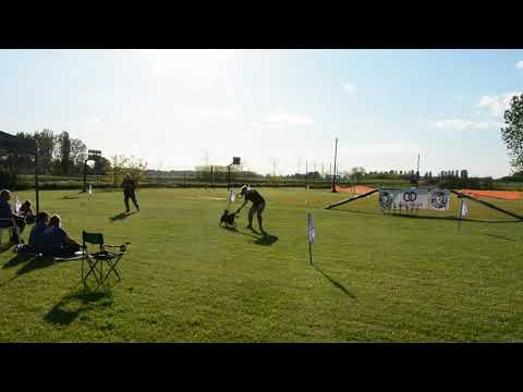 Töpi Puller Jumping Hobby Bolondok Napja Dog Puller verseny 2021.05.16