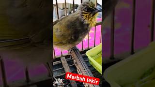 Download lagu Merbah lekir betina #suaraburung #เสียงนกร้อง #suarapikatburung #jambul #merbahlekir mp3 Download lagu Merbah lekir betina #suaraburung #เสียงนกร้อง #suarapikatburung #jambul #merbahlekir mp3