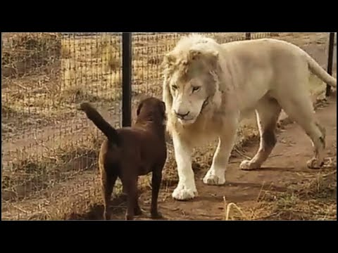 Reunited with his dog mom years later, the lion's reaction will melt your heart.