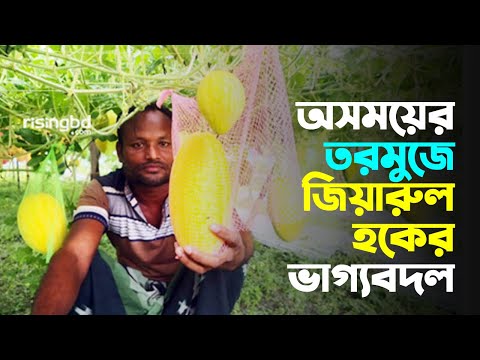 তরমুজ চাষ