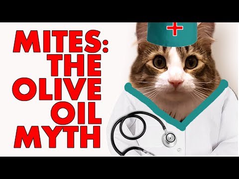Watch Before you Use Olive Oil To Treat Cat Ear Mites