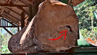 black dot brings disaster! old teak stump full of beautiful fibers in the sawmill