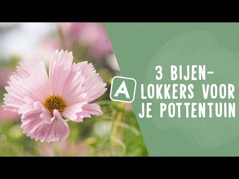 3 bijenlokkers voor je pottentuin