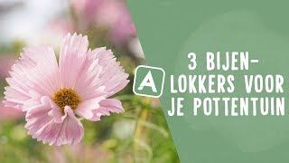 3 all-time favourite bijenlokkers voor je pottentuin I Angelo Dorny