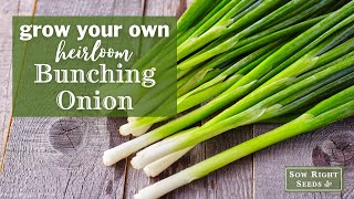 Sow Right Seeds | Grow Bunching Onion from Seed