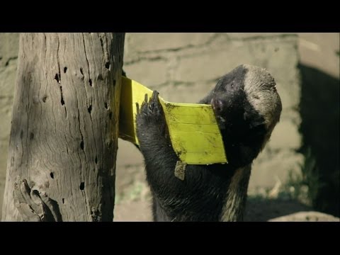 , title : 'Honey Badger vs. Bee Hive | Nature on PBS'