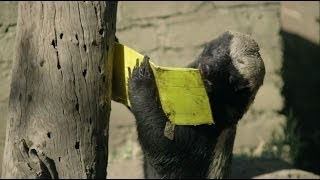 Honey Badger vs. Bee Hive | Nature on PBS