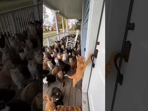 Cat Pranks Doorbell — Hilarious Doorbell Prank Caught on Camera  #shorts