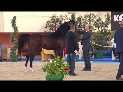 N.62 QS MARZIO - Italian Nationals 2018 - 3 Years Old Colts (Class 6)