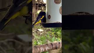 Download lagu Black Siskin | Aviary Birds mp3 Download lagu Black Siskin | Aviary Birds mp3