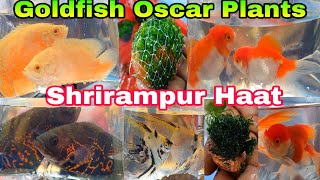 গোল্ডফিস রঙিন মাছ শ্রীরামপুরে | Colour Aquarium Fishes Shrirampur Haat | Plants Fishes Pet Market