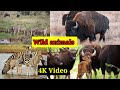 African Safari San Diego Wild Animal Park African Safaris That See The Most Animals