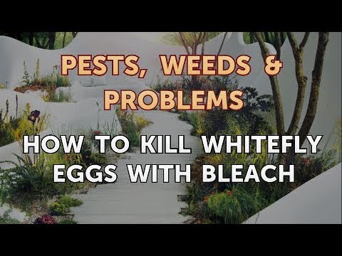 download lagu mp3 mp4 Does Bleach Kill Clothes Moths, download lagu Does Bleach Kill Clothes Moths gratis, unduh video klip Does Bleach Kill Clothes Moths