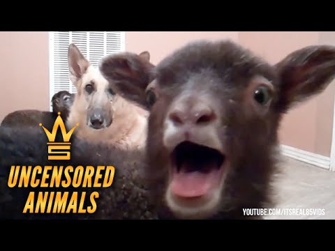Worldstar Animals Uncensored Part 2(By ItsReal85)