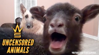 Worldstar Animals Uncensored Part 2(By ItsReal85)