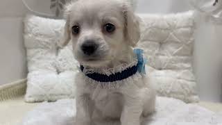 ハーフ犬の動画01