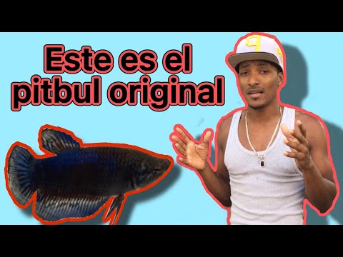 Este es el  pitbul original