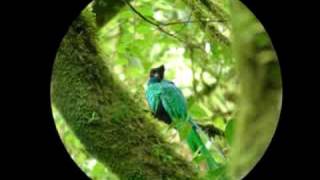 preview picture of video 'Respendant Quetzal'