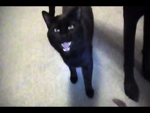 Talking Kitty Cat 12 - Again, who is Todd?