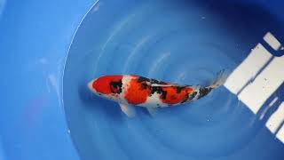 video van Showa 2301058