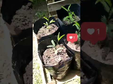 Espinillos y Algarrobos de la Cooperativa Sacha Yanasu ltda de Huerta Grande Córdoba