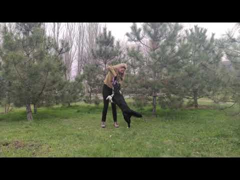 Dog Puller online championship