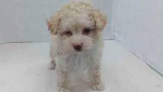 トイプードルの動画01