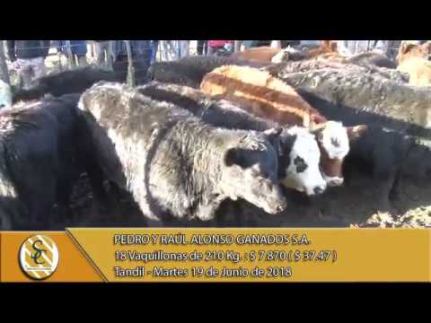 19-06-18 Venta de Hembras - Pedro y Raul Alonso Ganados S.A. - Tandil