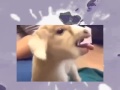 Goat Csupo V1