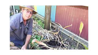 How to Harvest Tumeric with Peter Rutherford