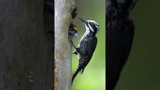 Download lagu suara pikat burung pelatuk beras 100% jossss mp3 Download lagu suara pikat burung pelatuk beras 100% jossss mp3