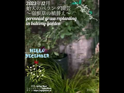 テラスやバルコニーに緑を加えるために、屋外用の大きな鉢に植えられた植物はどれですか?  庭園