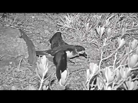 Bermuda Cahow Chick Explores Nonsuch Island For First Time! – June 2, 2021