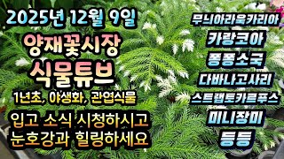 2025년 12월 9일 입고영상 시청 하시고 힐링타임 되세요  #식물튜브 #식물아빠 #양재꽃시장