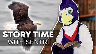 The Fall and Rise of the Bald Eagle - Story Time with Sentri