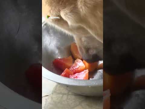 Police dogs get retirement homes in Madhya Pradesh | The Federal #dog #dogrescue