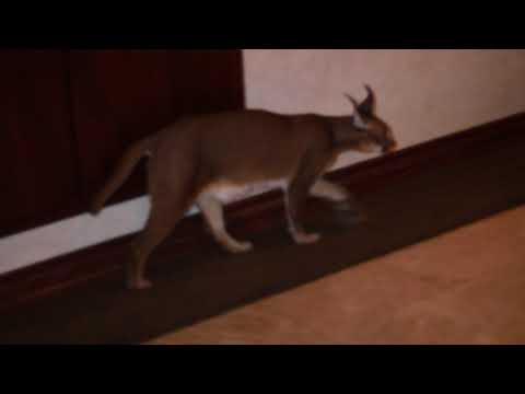 MALLY MALL FEEDS EXOTIC CATS