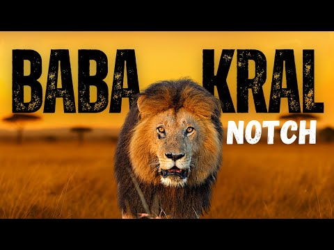 Masai Mara’nın Baba Kralı | Efsane Aslan Notch’un Gerçek Hikayesi