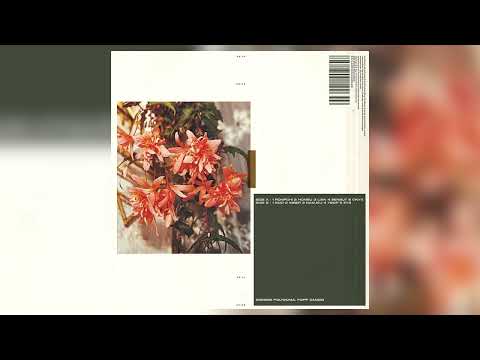 Polygonia, Popp - Eyb [Squama]